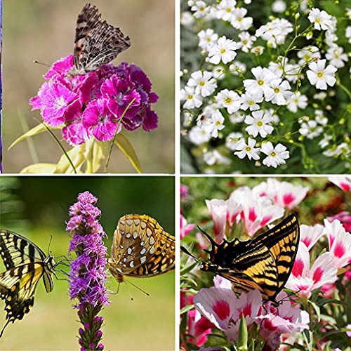 Apexmode 100000 seeds support large beds borders and prolific displays