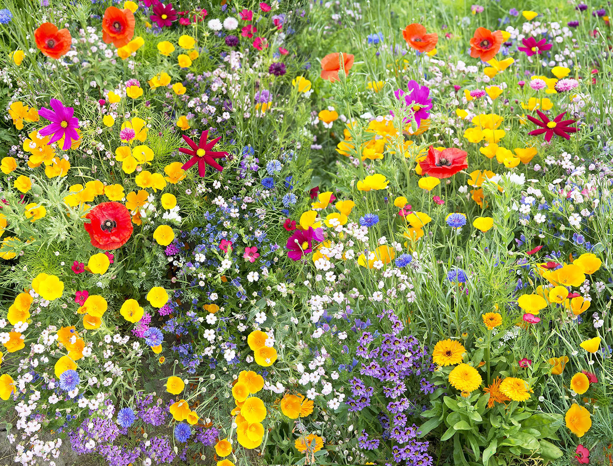 Apexmode region friendly seeds suit many North American gardens with minimal maintenance