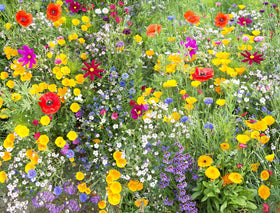 Apexmode region friendly seeds suit many North American gardens with minimal maintenance