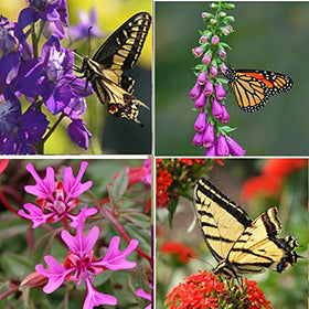 Apexmode sowing guide helps gardeners plant at optimal times for better results