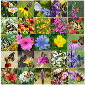 Apexmode hummingbird and butterfly garden mix attracts pollinators with vibrant blooms