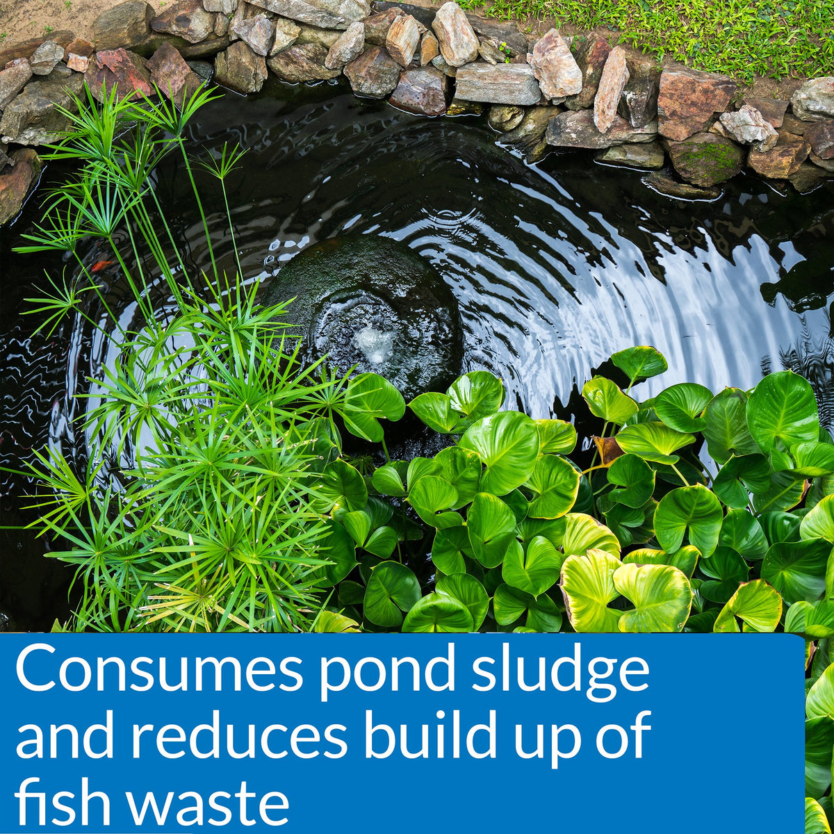 API Pond Simply Clear in a pond care scene indicating improved water clarity