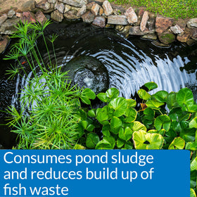 API Pond Simply Clear in a pond care scene indicating improved water clarity