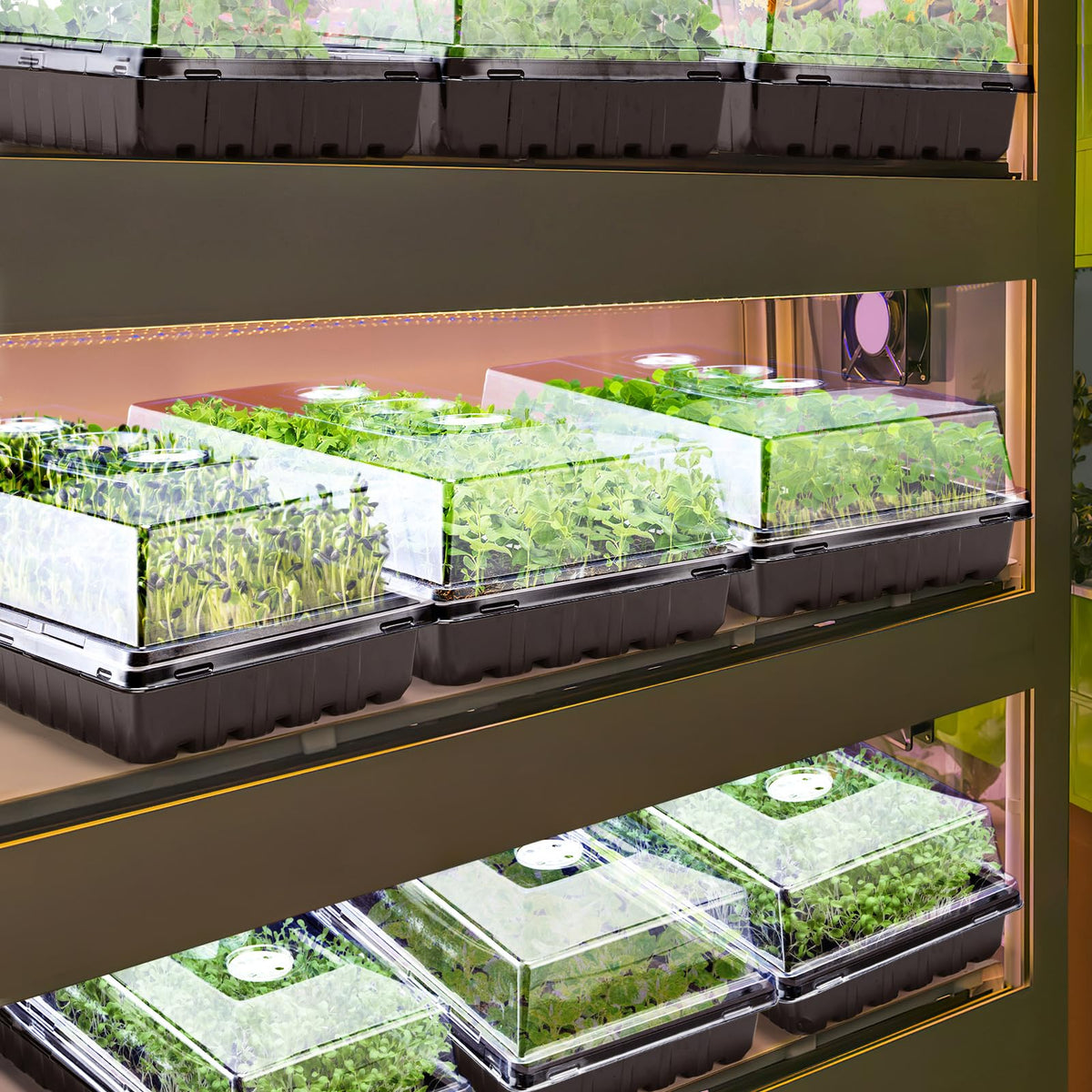 Apipi 10pc seed-starting dome kit to nurture young plants
