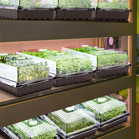 Apipi 10pc seed-starting dome kit to nurture young plants