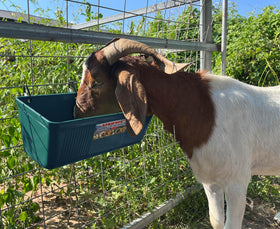 APRICOCK fence-mount feed trough for easy fence-line feeding.