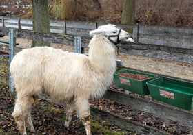 APRICOCK large livestock feeding station suitable for cattle.