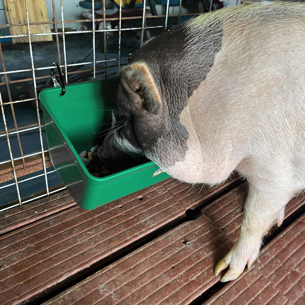 APRICOCK 16-inch trough dimensions support spacious feeding areas.