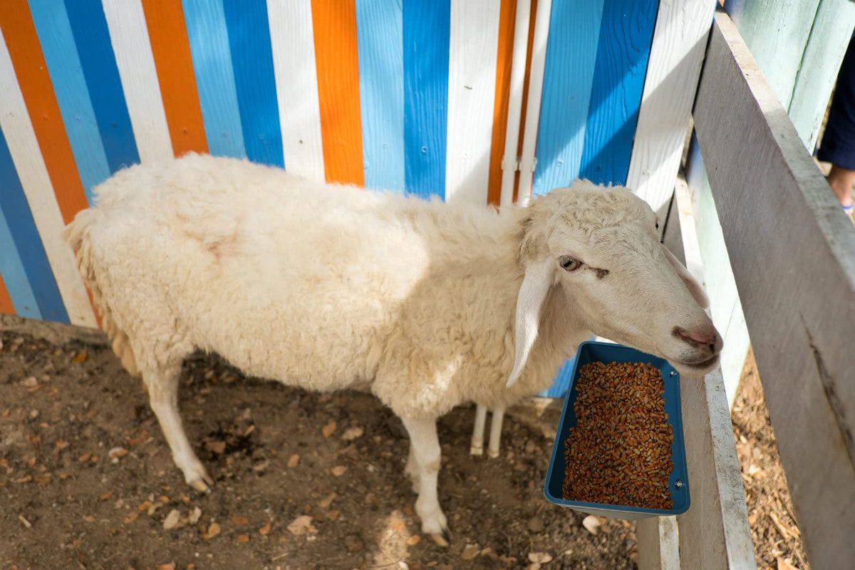 APRICOCK multipurpose feeder compatible with goats, chickens, and other livestock.