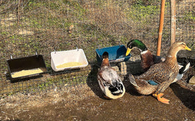 APRICOCK BPA-free PP close-up highlights safe materials for livestock