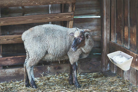 APRICOCK goat feeder 3-pack, BPA-free material for livestock safety