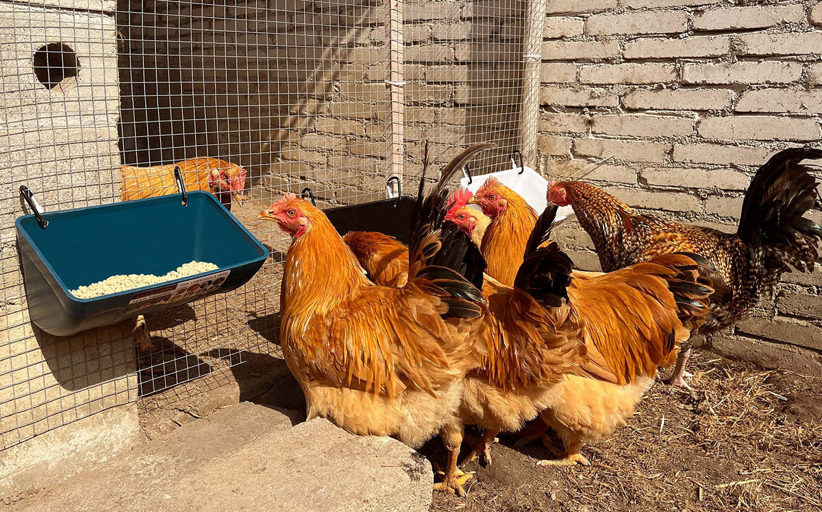 APRICOCK goat feeder mounted on fence enables easy access for caretakers