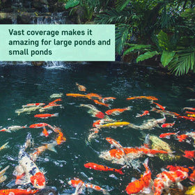 Before-and-after pond water looks clearer after AquaDoc treatment.