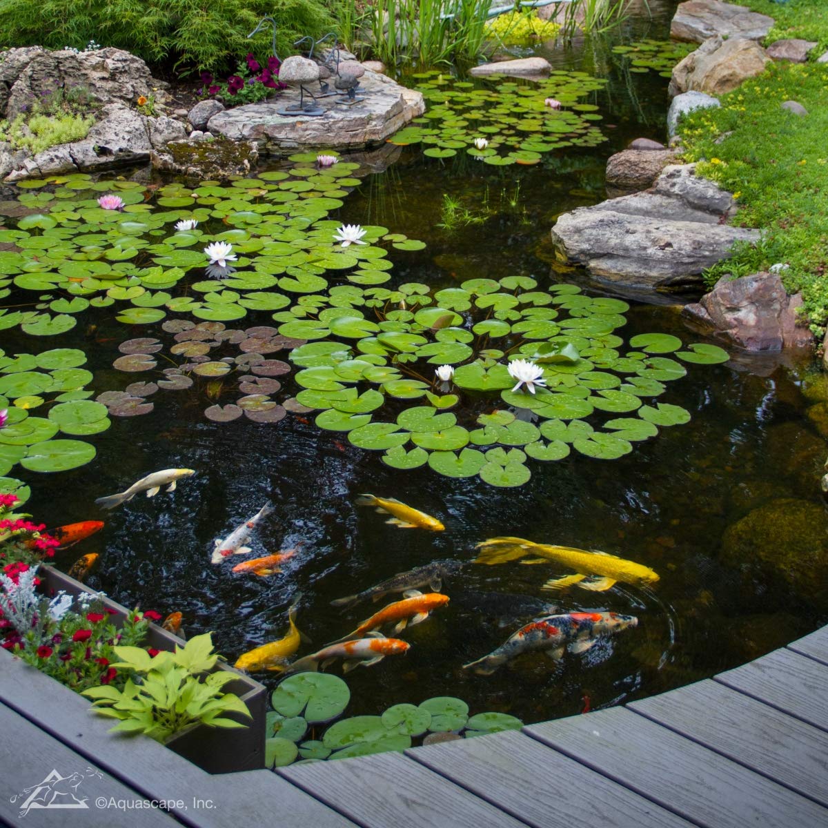 Aquascape bottle shows 8-strain bacteria for strong biological balance.