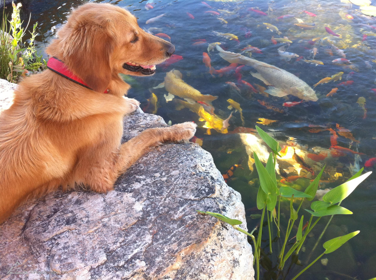 Aquascape SAB Stream & Pond Clean in-use pond water appears clearer after treatment.