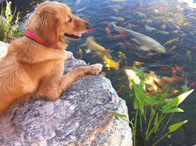 Aquascape SAB Stream & Pond Clean in-use pond water appears clearer after treatment.