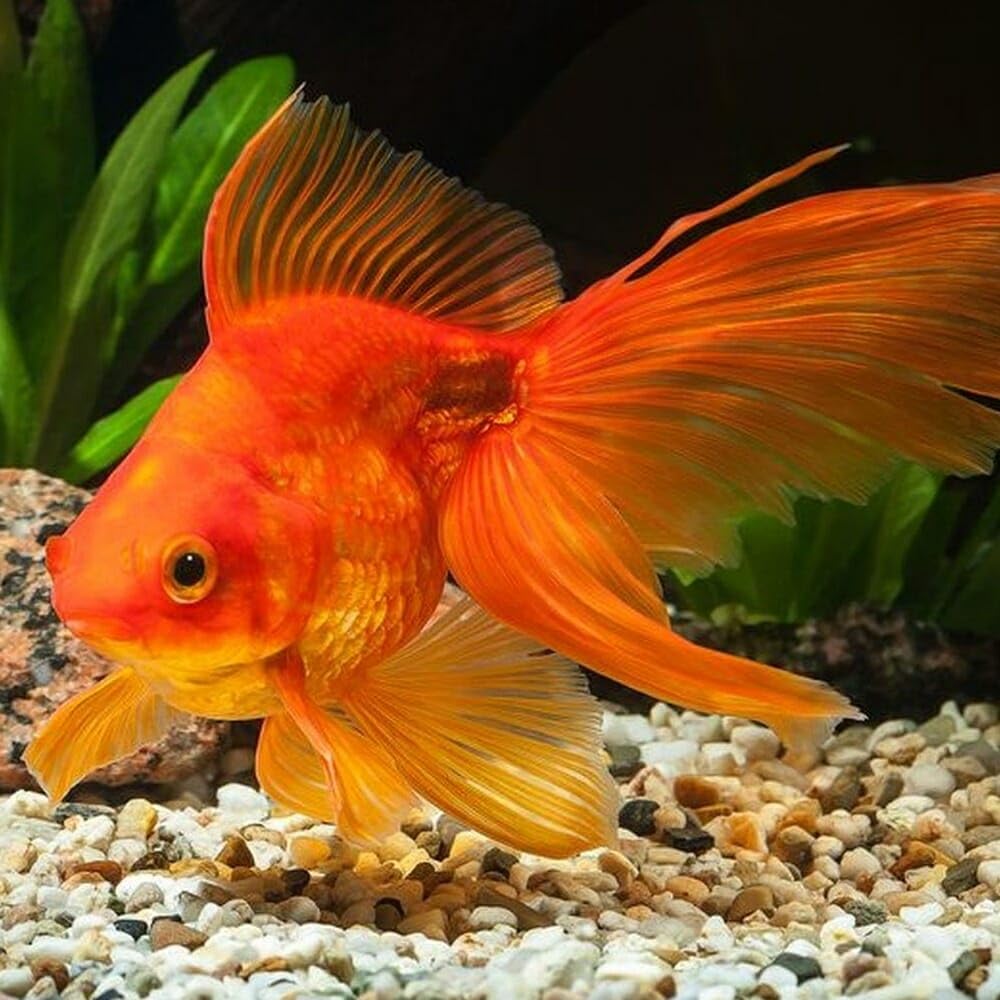 Aquatic Foods Ultra Intense Color Pellets may reveal brighter colors over days.