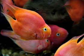 Aquatic Foods Ultra Intense Color Pellets dispensing spoon enables easy feeding.
