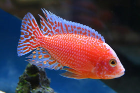 Aquatic Foods Ultra-Intense Color Pellets feature dust-control for cleaner tanks and feeding.