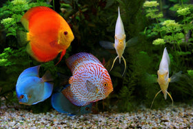 Aquatic Foods Ultra-Intense Color Pellets come in a convenient 1/4-lb bag for hobbyists.