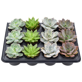 Arcadia echeveria rosette varieties showcase plump, colorful leaves for home decor.