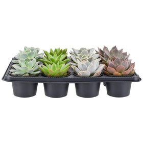 Arcadia succulents arranged as a gift-ready display for events.