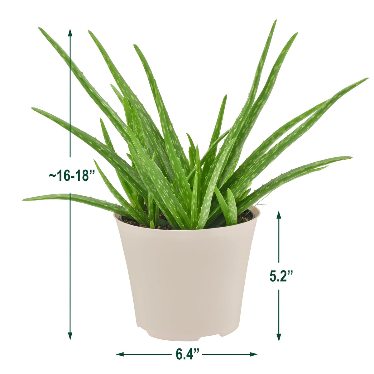 Arcadia Aloe Vera, low-maintenance indoor plant ideal for busy households.