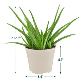 Arcadia Aloe Vera, low-maintenance indoor plant ideal for busy households.