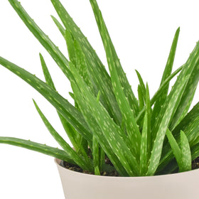 Arcadia Aloe Vera indoor plant with modern decor appeal for contemporary spaces.