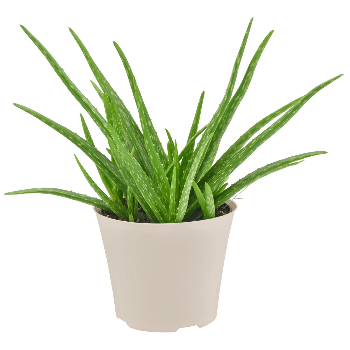 Arcadia Aloe Vera in pot on window, bright indirect light supports healthy growth.