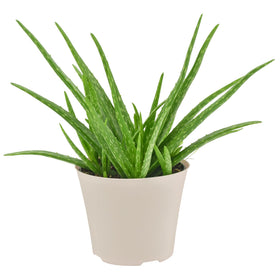 Arcadia Aloe Vera in pot on window, bright indirect light supports healthy growth.