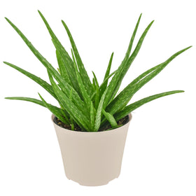 Arcadia Aloe Vera succulent leaves in focus, thick and moisture-rich for easy care.