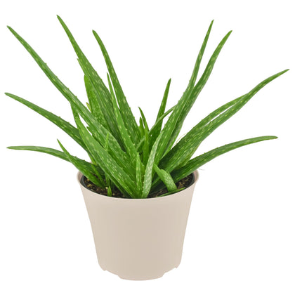 Arcadia Aloe Vera succulent leaves in focus, thick and moisture-rich for easy care.