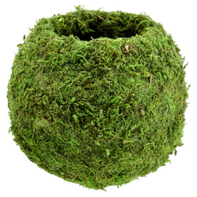 Arcadia Kokedama hanging moss ball showcases space-saving plant display.