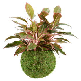 Arcadia Kokedama hanging display ready for suspended decor.