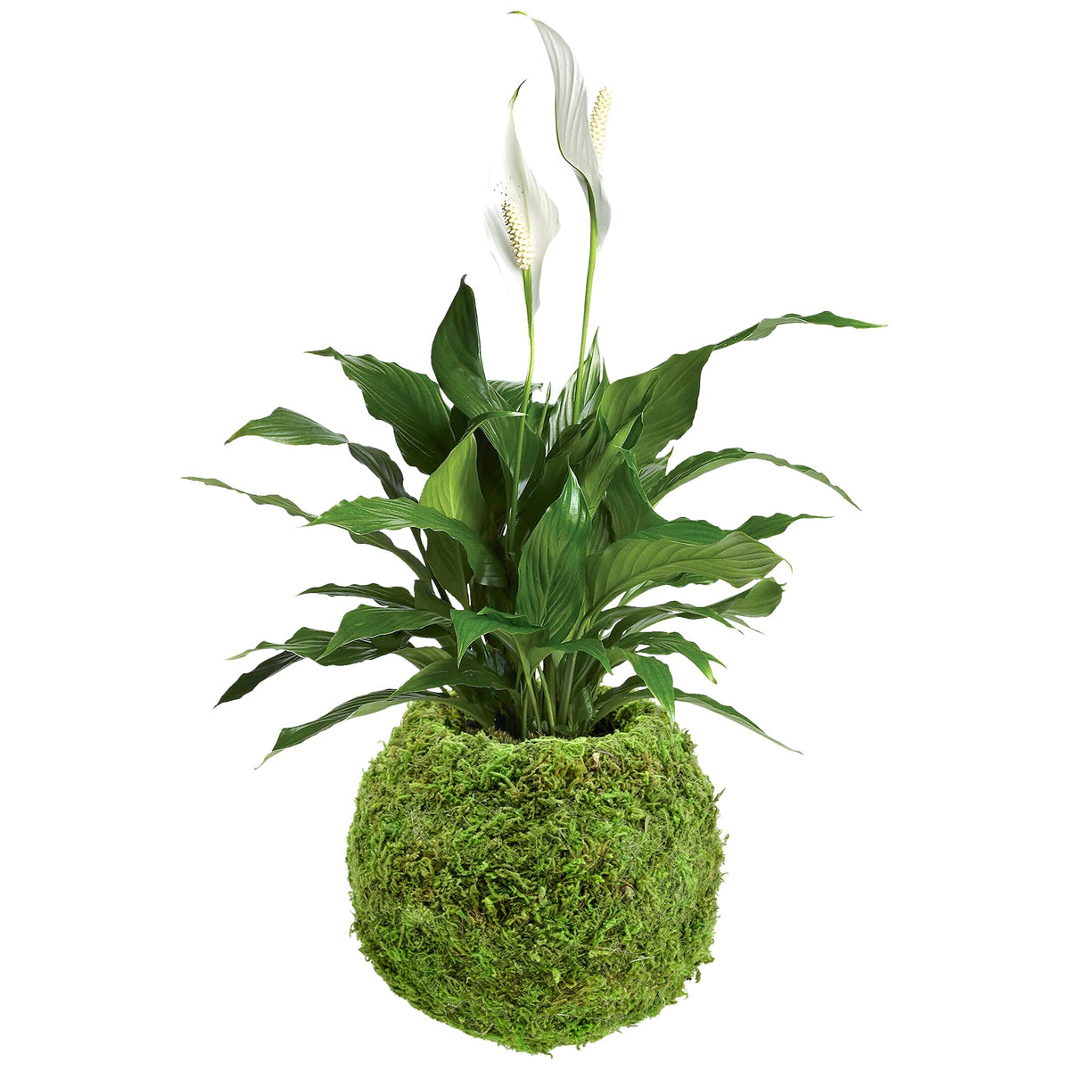 Arcadia Kokedama indoor-outdoor moss sphere ready for plants.