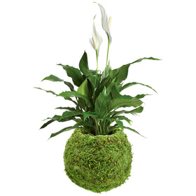 Arcadia Kokedama indoor-outdoor moss sphere ready for plants.