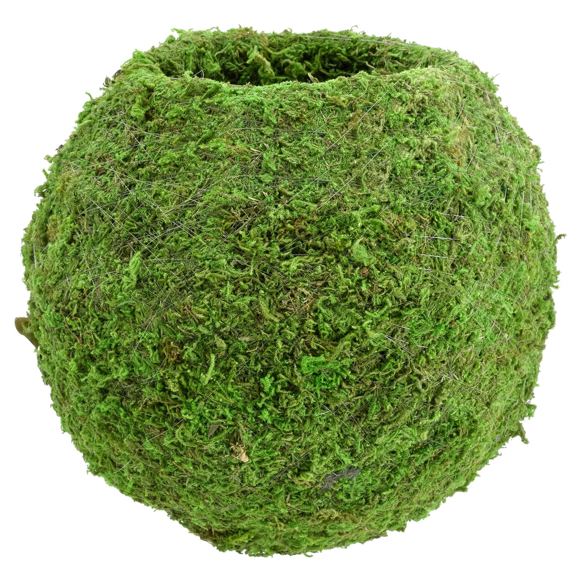 Arcadia Kokedama moss ball closeup showing preserved moss for easy greenery.