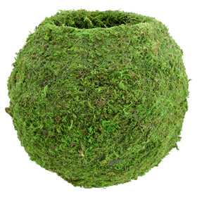 Arcadia Kokedama moss ball closeup showing preserved moss for easy greenery.