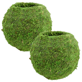 Arcadia Kokedama moss ball planter with durable wire frame for indoor display.