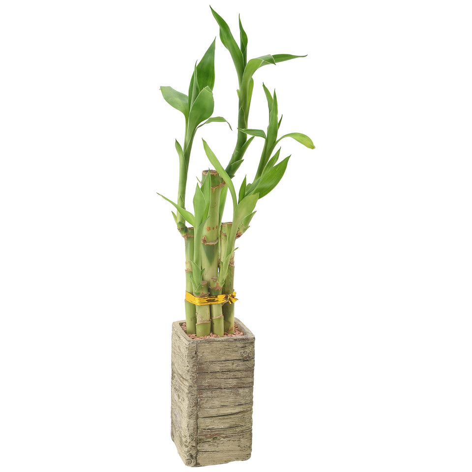 Arcadia LV24 five-stem lucky bamboo in aged wood planter brightens interiors