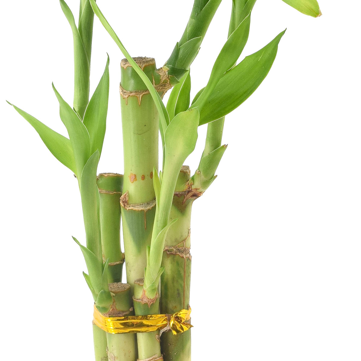 Arcadia LV24 gift-ready lucky bamboo suitable for thoughtful gifts