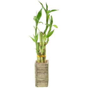 Arcadia LV24 indoor-bamboo decor adds greenery to home or office