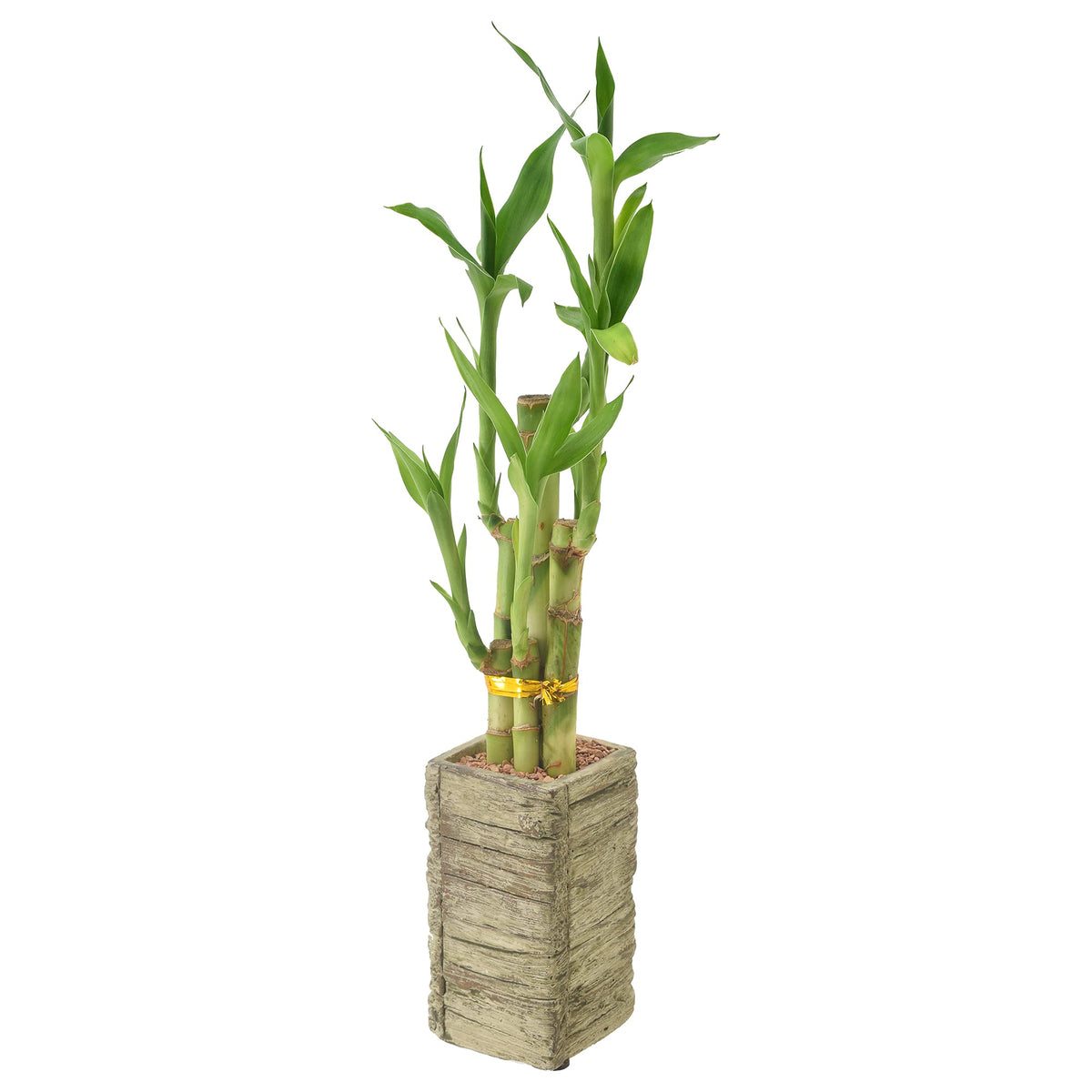 Arcadia LV24 lucky bamboo roots growing in water highlight low maintenance care