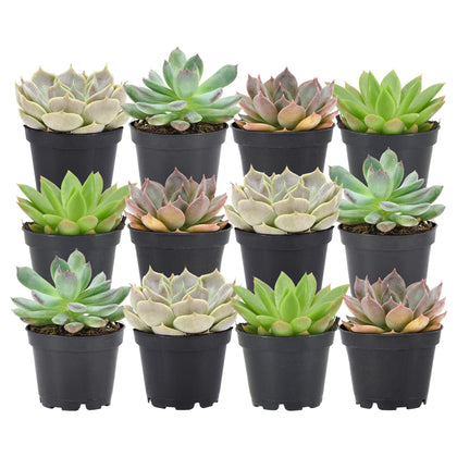 Arcadia mini succulents in 2-inch pots form a bright, low-maintenance indoor collection.