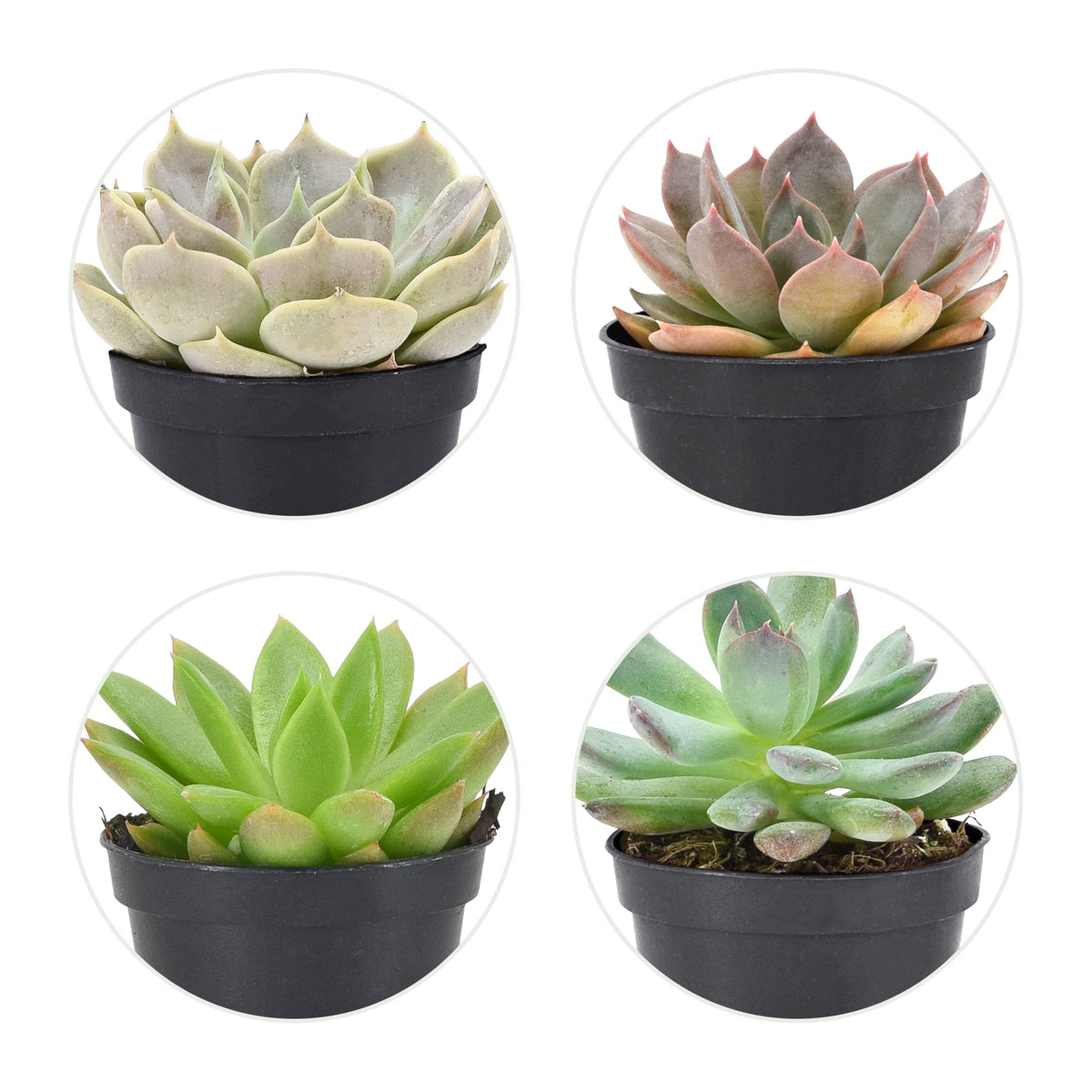 Arcadia nursery-grown succulents shipped from Apopka, Florida for décor.