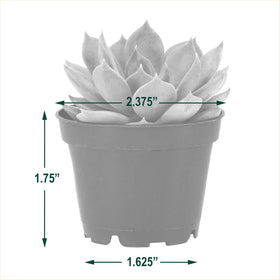 Arcadia mini succulents feature drainage holes to support easy care.