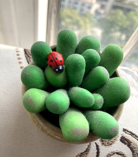 Art&Beauty colorful ladybug stickers for pots and craft projects