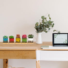 ARTKETTY cactus pots demonstrating versatile indoor use