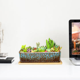 ARTKETTY indoor garden decor on a shelf with rectangle succulent pot